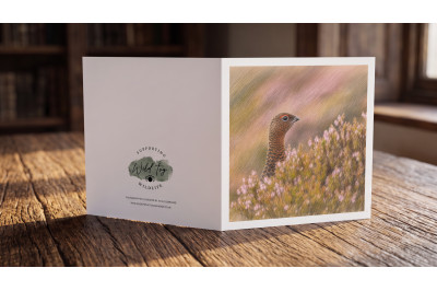 Red Grouse Greeting Card